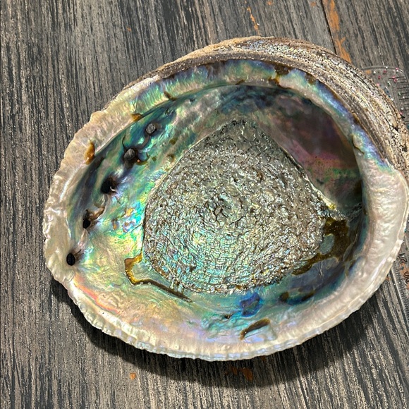 Iridescent Abalone Shell - Picture 4 of 7